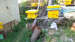 part 2  लूटपाट और बाहरी मधुमक्खी झुंड की समस्या को नियंत्रित करें। Control the problem of bee