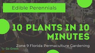 10 Perennial Edible Plants In My Zone 9 Florida Suburban Yard - In Under 10 Minutes