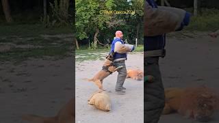 ‼️Bruse attacks.  #STRAZHODESSA Malinois training.  GUARD.  Odessa 2024