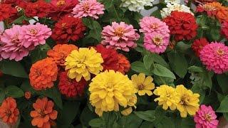 All About Zinnia Flowers