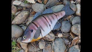 Swim Test: Recon Gill Swimbait