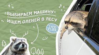 Едем с Олегом и енотом Темой выбирать машину и ищем оленей в лесу