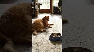 The cat -VS- the penguin