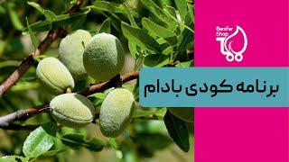 به درخت بادام کود چی بدم؟  بهترین برنامه تغذیه بادام از زبان خانم دکتر حسینی