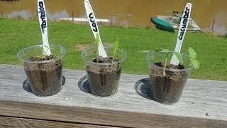 Check in on our Seedlings