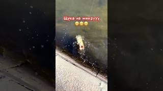 Как достать?! #рыбалка #fishing #спиннинг #рыбак #щука #микроджиг #lifefisher #шортс #pike