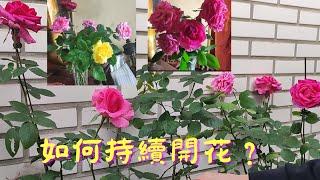 如何讓玫瑰花持續開花？