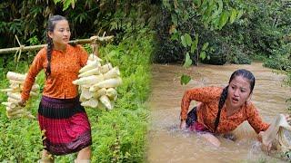 The poor girl overcame her fate, built a new life with bamboo shoots. Life in the forest