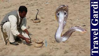 amazing street performice of snake charmer  or busker | Punjabi commentary Travel Gardi | part 1