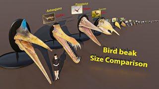 Bird beak Size Comparison  | 3D Animation #animation #animals