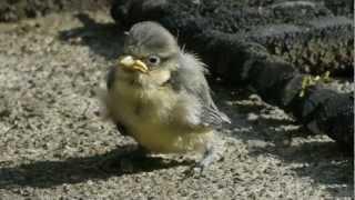 BABY BLUE TIT