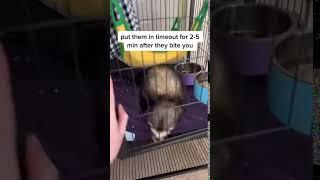 How to training a ferret not to bite?