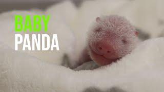 Panda Update from Zoo Berlin