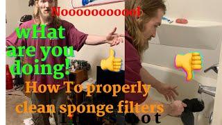 How to clean sponge filter | in-depth | sponge filter cleaning | casual aquatics