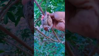 the poor bird was stuck in a tree I rescued.  #wildliferescue #birds #rescuebirds #birdslovers