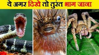 The 10 most dangerous creatures in the world. 10 Most Dangerous Creatures in the World