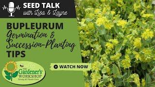 Seed Talk #72 - Bupleurum Germination & Succession-Planting Tips