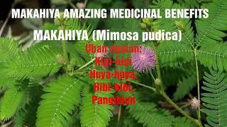 MAKAHIYA/HIBI-HIBI AMAZING MEDICINAL BENEFITS