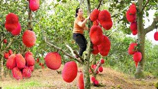 Harvest Huge Jackfruit to sell at the countryside market | SA Daily Vlogs