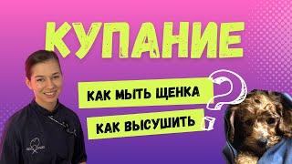 Как правильно купать и высушить щенка мальтипу, мальтезе, пуделя и другие длинношерстные породы.