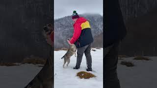 А чи ви ходите в похід з собакою? #впохід #собакавпоході #карпати #hiking #похід