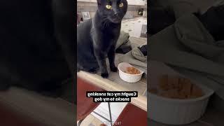 Cute cat eating️️ #cat #funny #pets #catsanddogs #cute