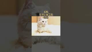 한국인이 가장 많이 키우는 고양이 Top 7