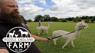 Middle England Farm Alpaca Walk