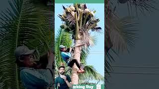 Best working day #1642 The process of cutting the top of a coconut palm tree with  chainsaw #shorts