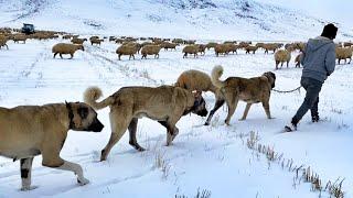 KANGAL SHEPHERD DOG IN WINTER