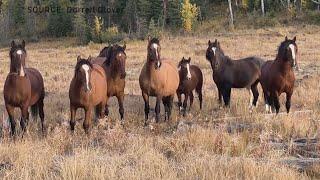 Anger over Alberta government's plan to address wild horses