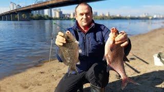 20.10.2024 Північний міст. Лящ, карась і величезна щука розривають берег. Осіння рибалка в Києві.