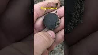 Пошук на лісовій дорозі біля озера #коп #metaldetecting #монета #скарб #камрад #onlinekopach