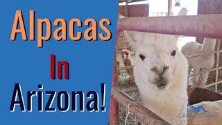 Alpacas in Arizona