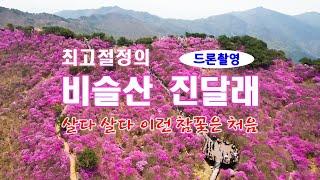 최고로 만개한 비슬산 진달래- 살다살다 이런 진달래는 처음 해산강(海山江) travel