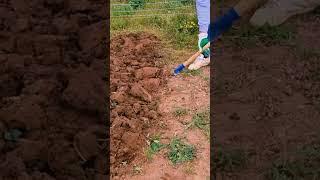 Preparing the garden before winter (the Bosnian way)...