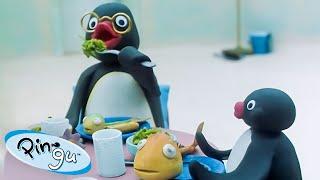 Pingu's Family  | Pingu - Official Channel | Cartoons For Kids