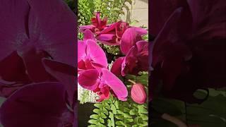 #цветы #орхидеи #оранжерея #орхидеицветут #flowers #orchid #greenhouse #phalenopsis