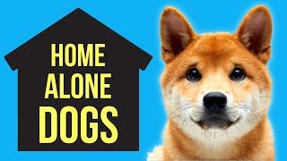 10 Dogs That Can Be Left Alone  "All Day" ( Independent dog breeds )