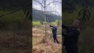 Prune Top Branches Like a Pro! ️