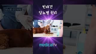 반려견의 당뇨병 관리