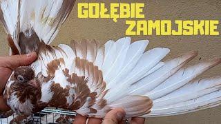 Wizyta w hodowli Wojtka pod Lublinem Gołębie Zamojskie i Mikołajewskie Pigeons from Poland 