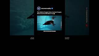 This Robotic Penguin Swim Like Real Penguin. Know The Shocking Reason Behind  #robot #shorts #tech