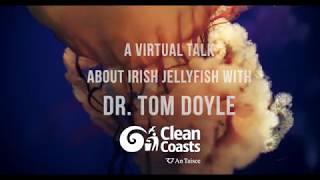 An introductory talk about Irish Jellyfish with Tom Doyle