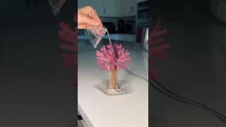 Growing a magic cherry blossom tree!! I hope this works… 