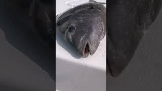 Just Add Crab! #sheepshead #sheepsheadfishing  #bottomsweeperjigs #ocnj #oceancity