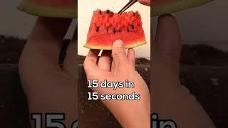 Growing Watermelon from Seed - Timelapse #shorts