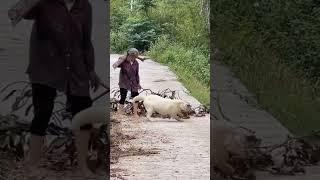 helper dog