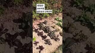 춘천단독주택 - 넓게 거주 하시다가 원룸건물 올려도 되는 땅. #춘천단독주택매매 #춘천단독주택 #춘천원룸토지