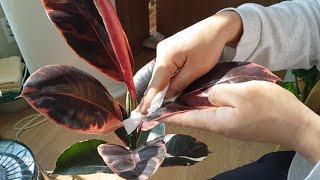 말이 필요 없는 루비 수채화 고무나무 관엽 식물 언박싱 Ficus elastica ruby